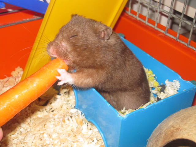 kan en hamster spise jordbær? 2