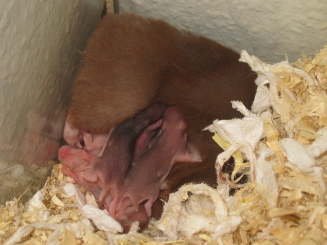 Hvornår må man tage hamster unger fra deres mor? 2