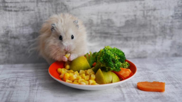 hvilke frugter og grøntsager kan en hamster spise?