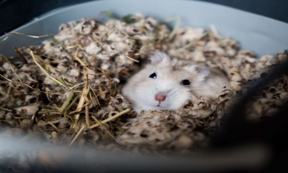 hvor længe sover en hamster om vinteren?