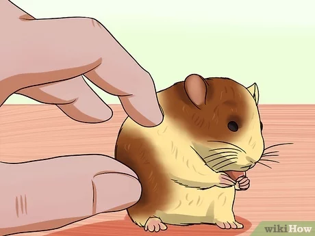 hvordan ser hamsterdiarré ud?